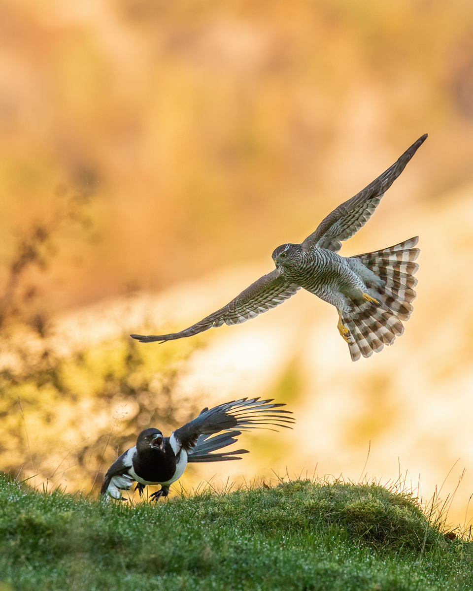 Sparrowhawk attacking magpie
