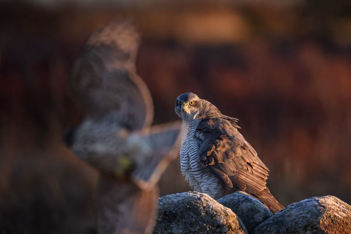 Goshawk looks angry at an intruder