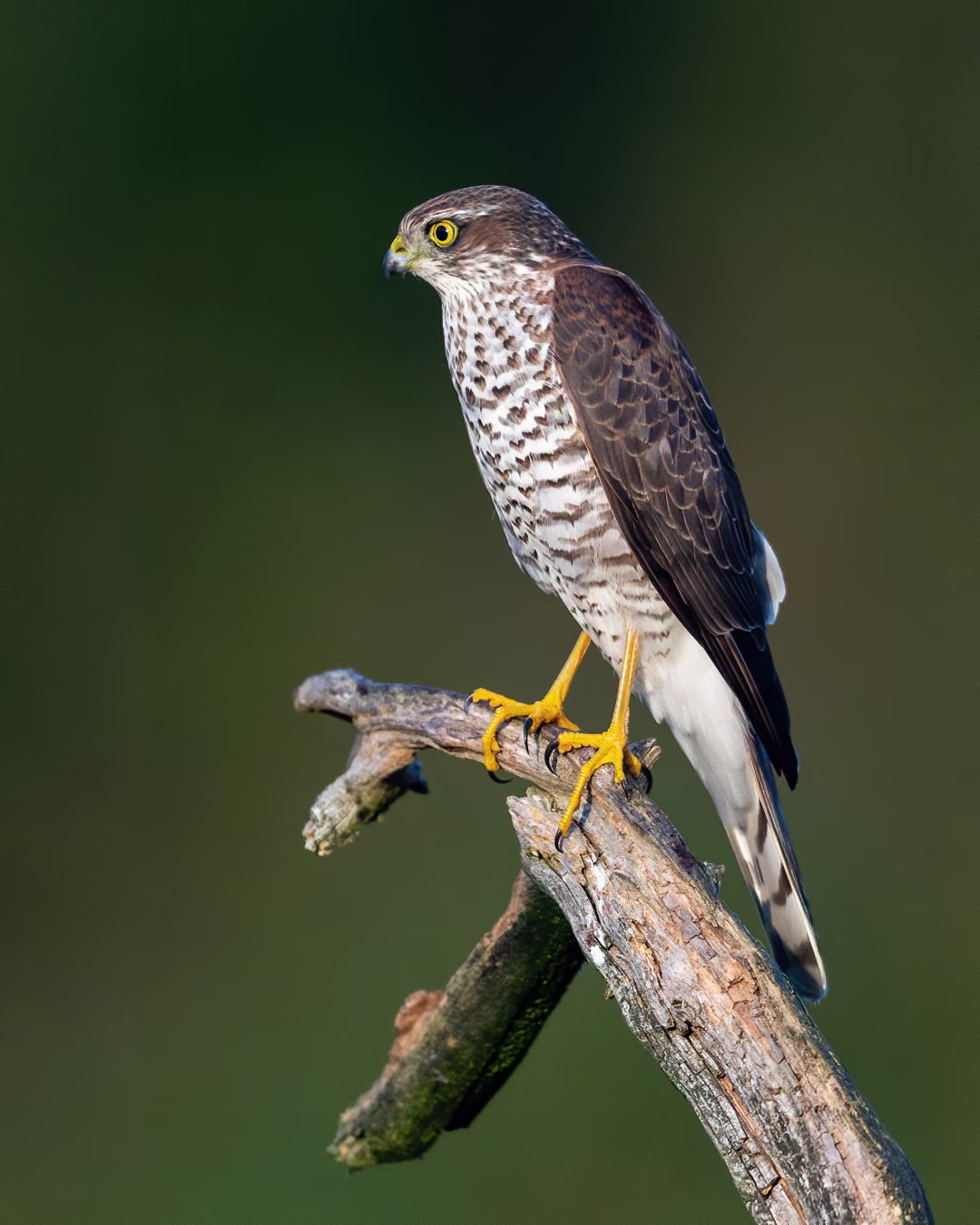 Portrait of the sparrowhawk