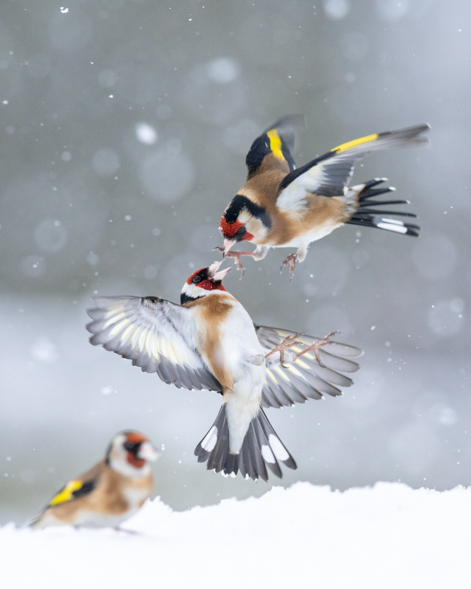 Goldfinches fighting in the snow