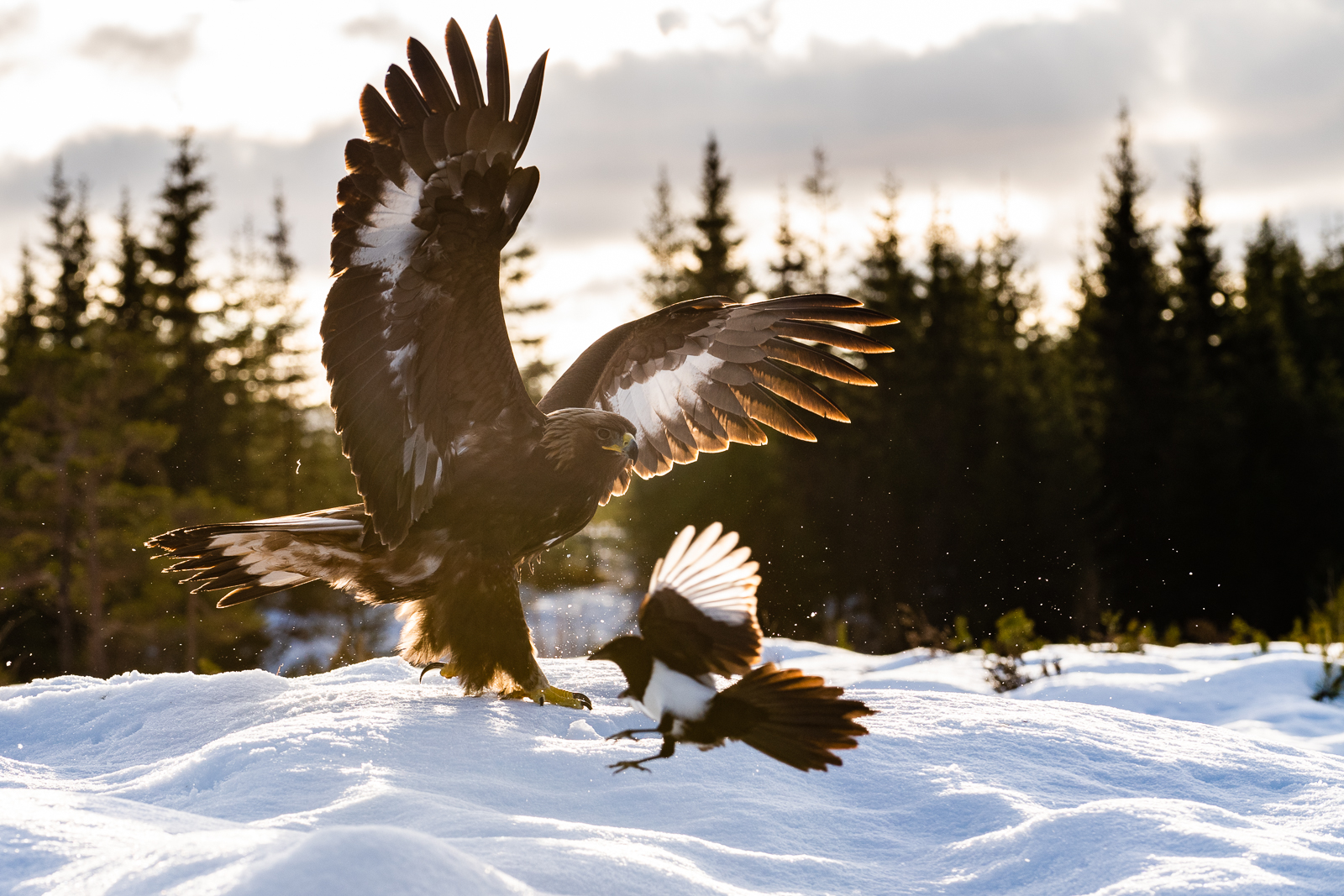 Golden eagle and magpie
