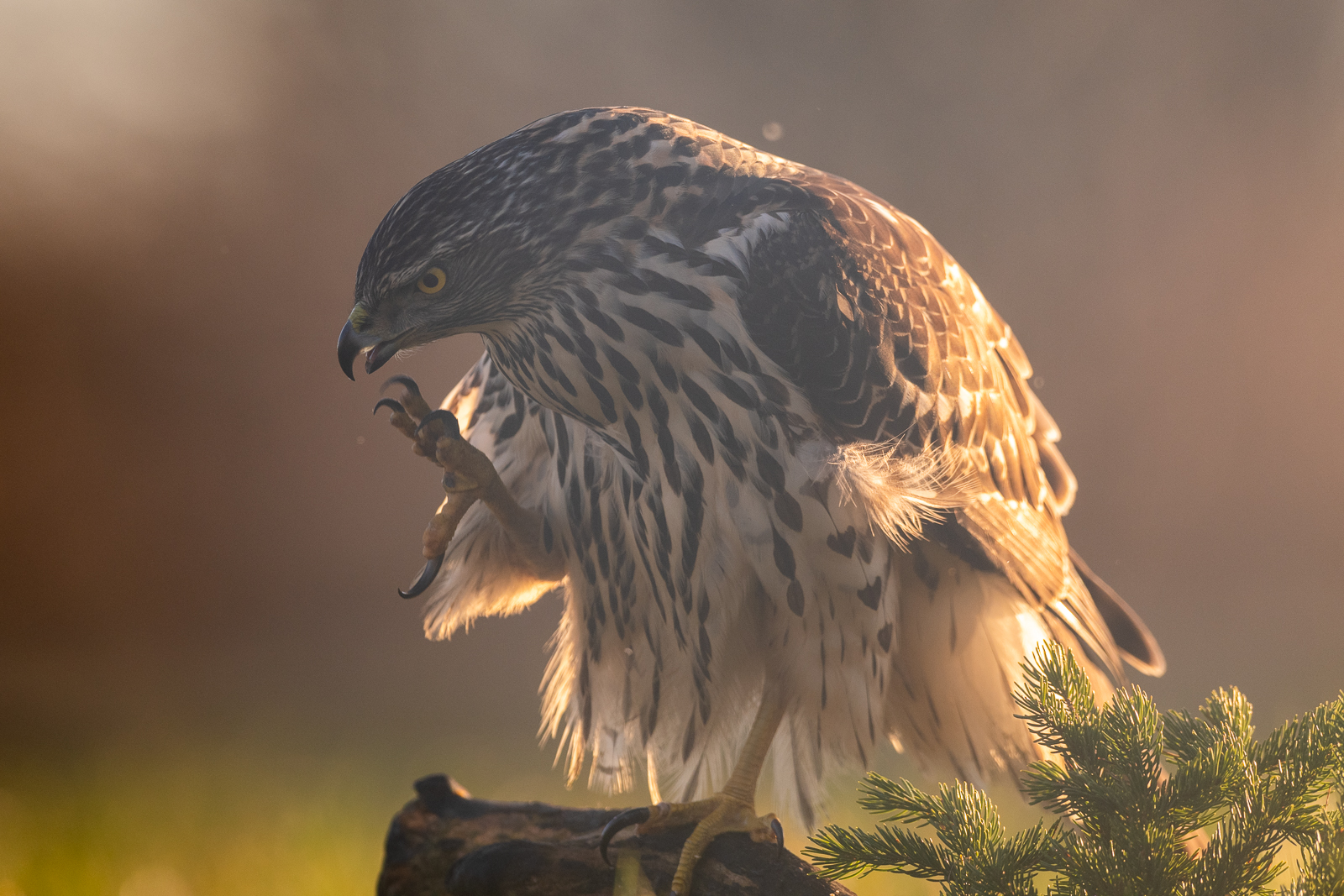 Goshawk cleaning the beak
