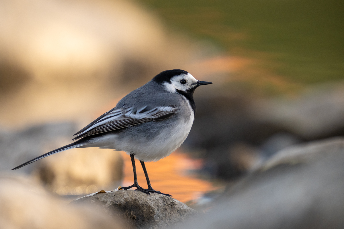 Wagtail in soft light