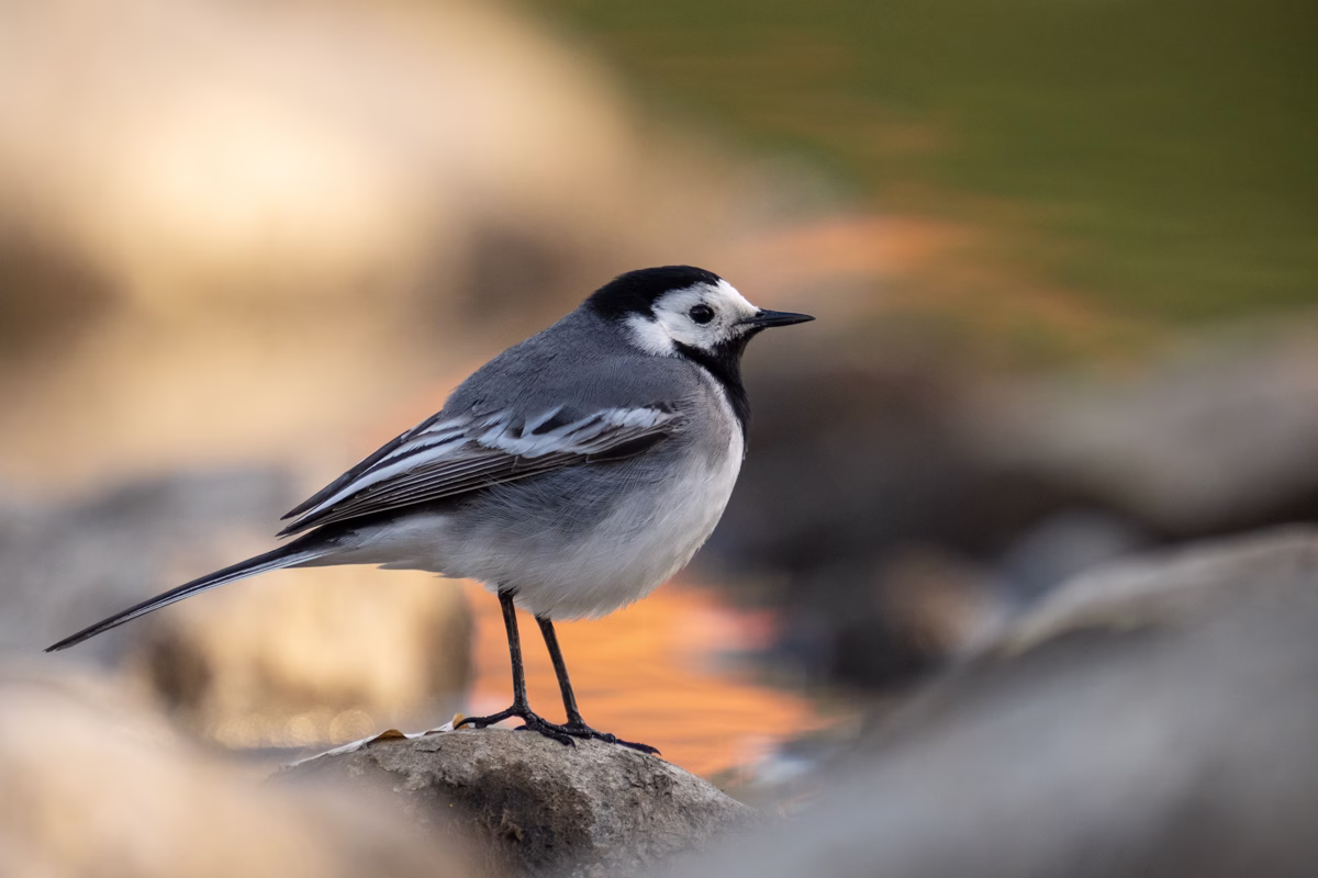 Wagtail in soft light