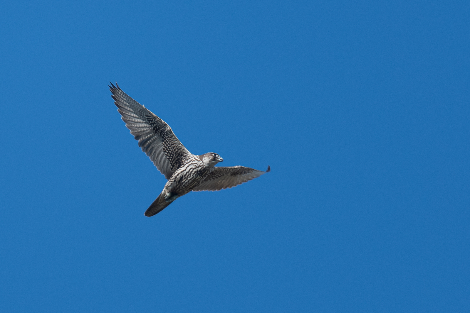 Gyrfalcon looking for prey