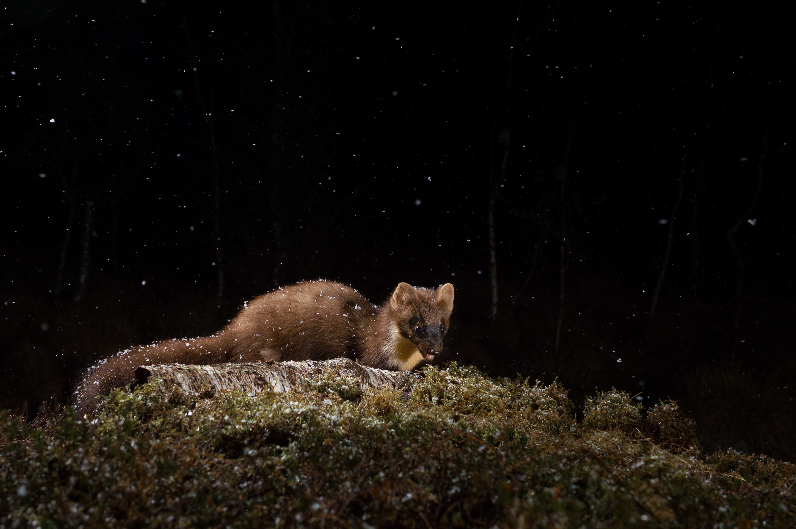 Pine marten in snowfall