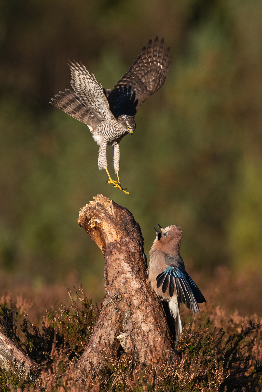 Sparrowhawk and jay fights