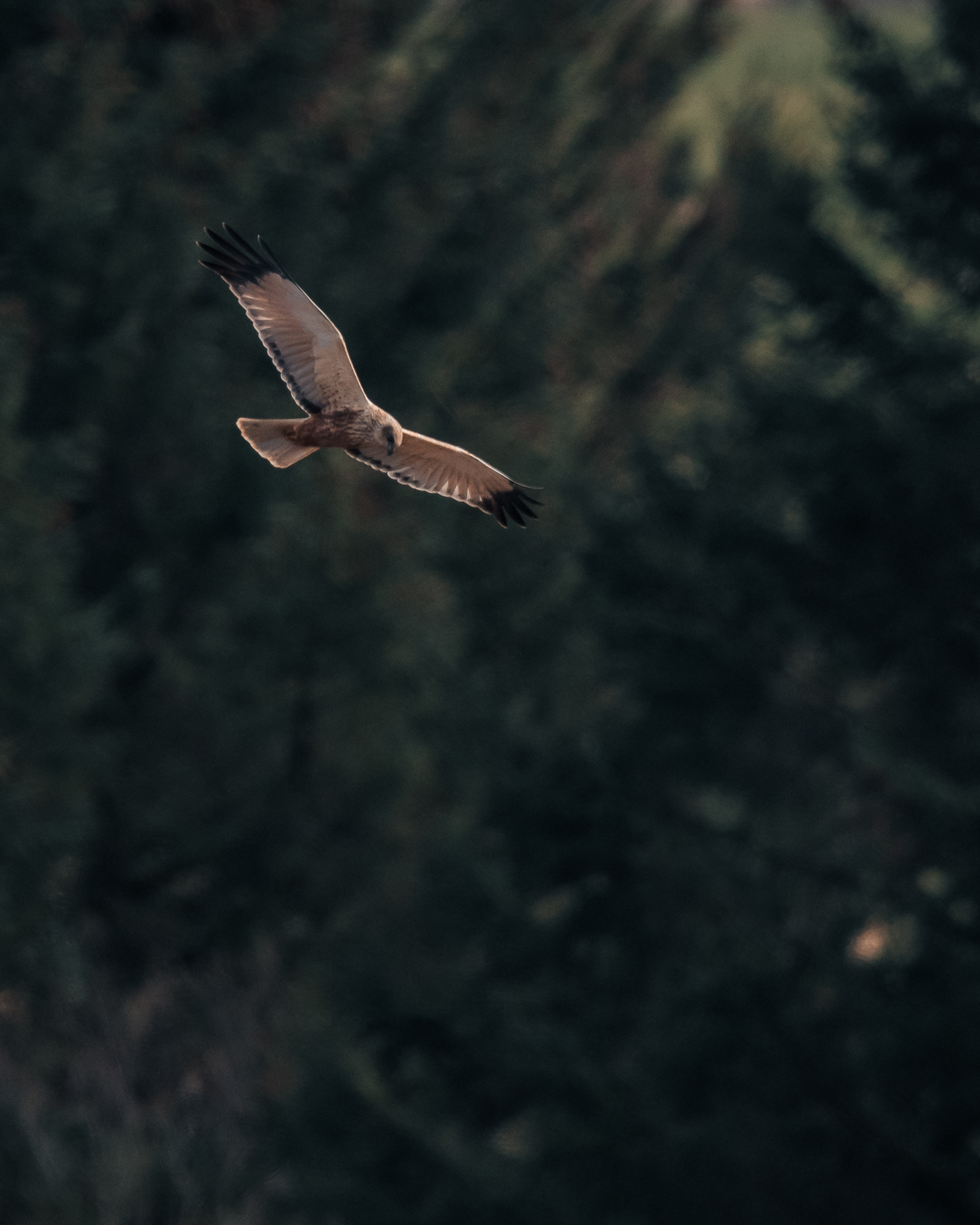 Marsh harrier on the hunt