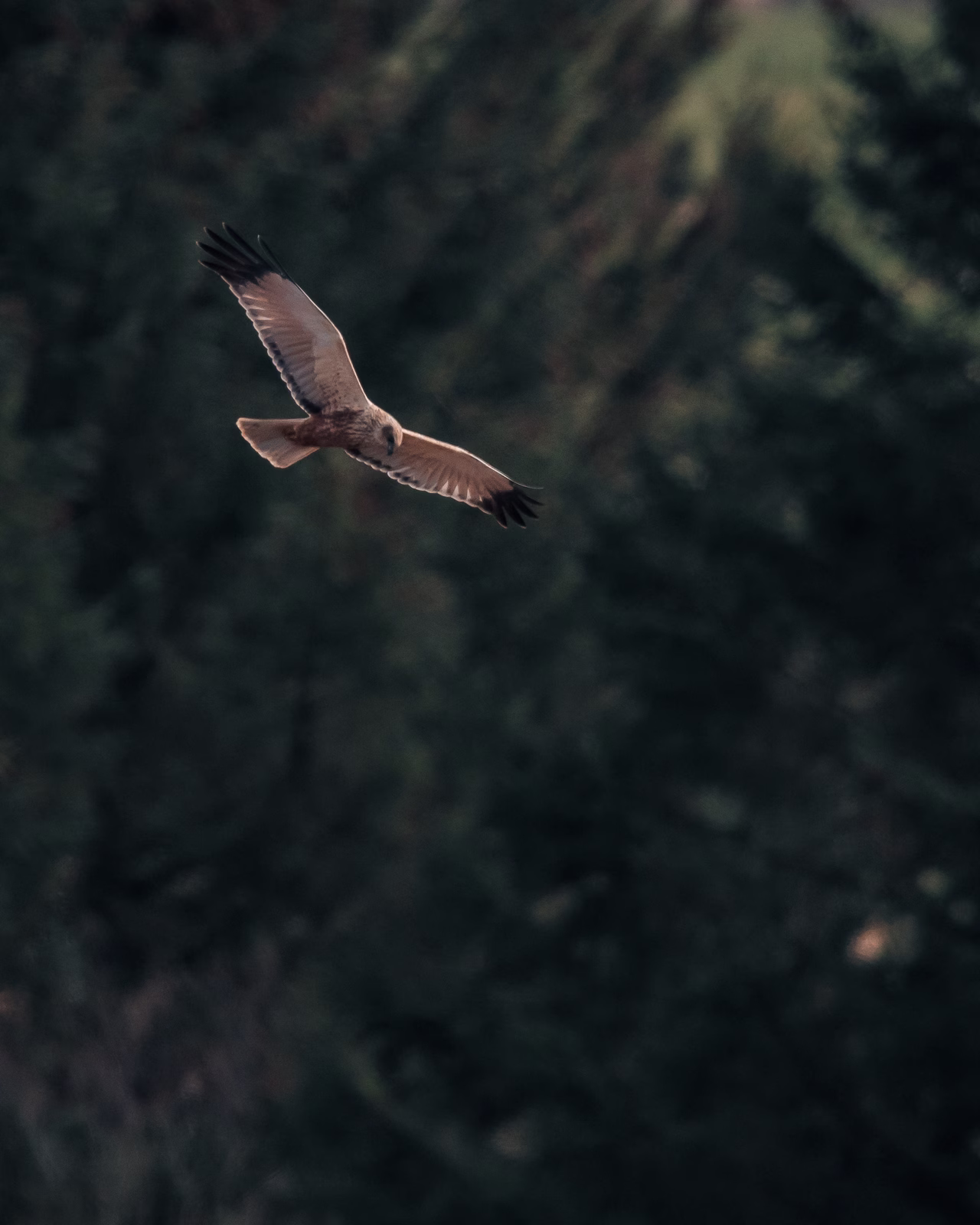 Marsh harrier on the hunt