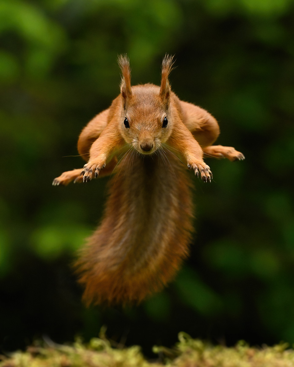 Jumping squirrel