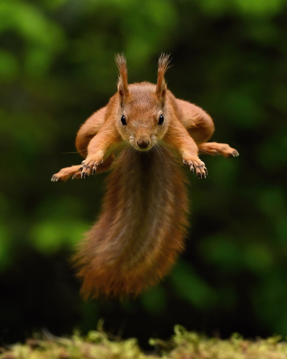 Jumping squirrel