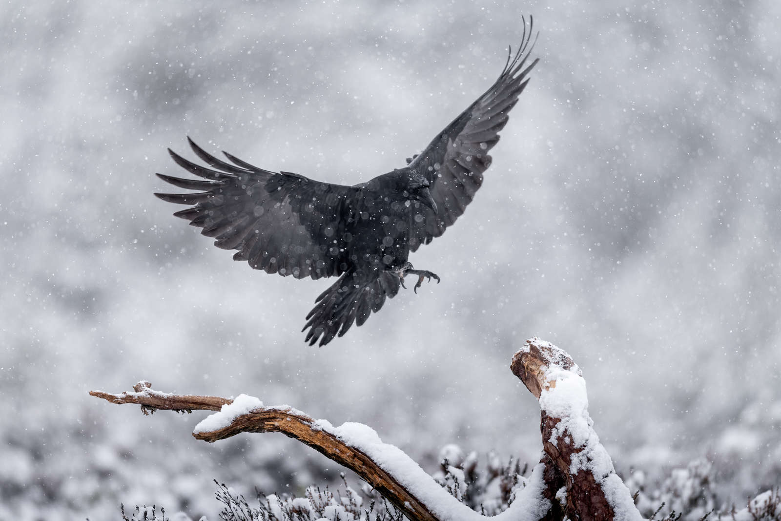 Raven in for landing in heavy snowfall