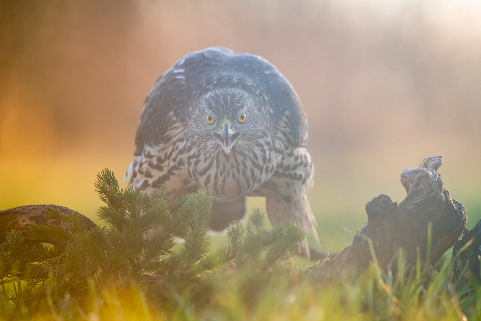 Goshawk in backlight #1