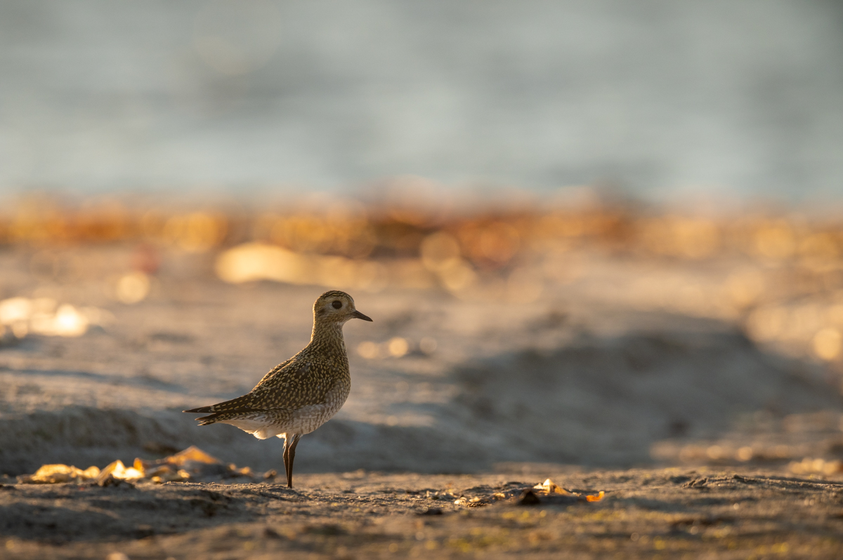 Golden plover at the beach