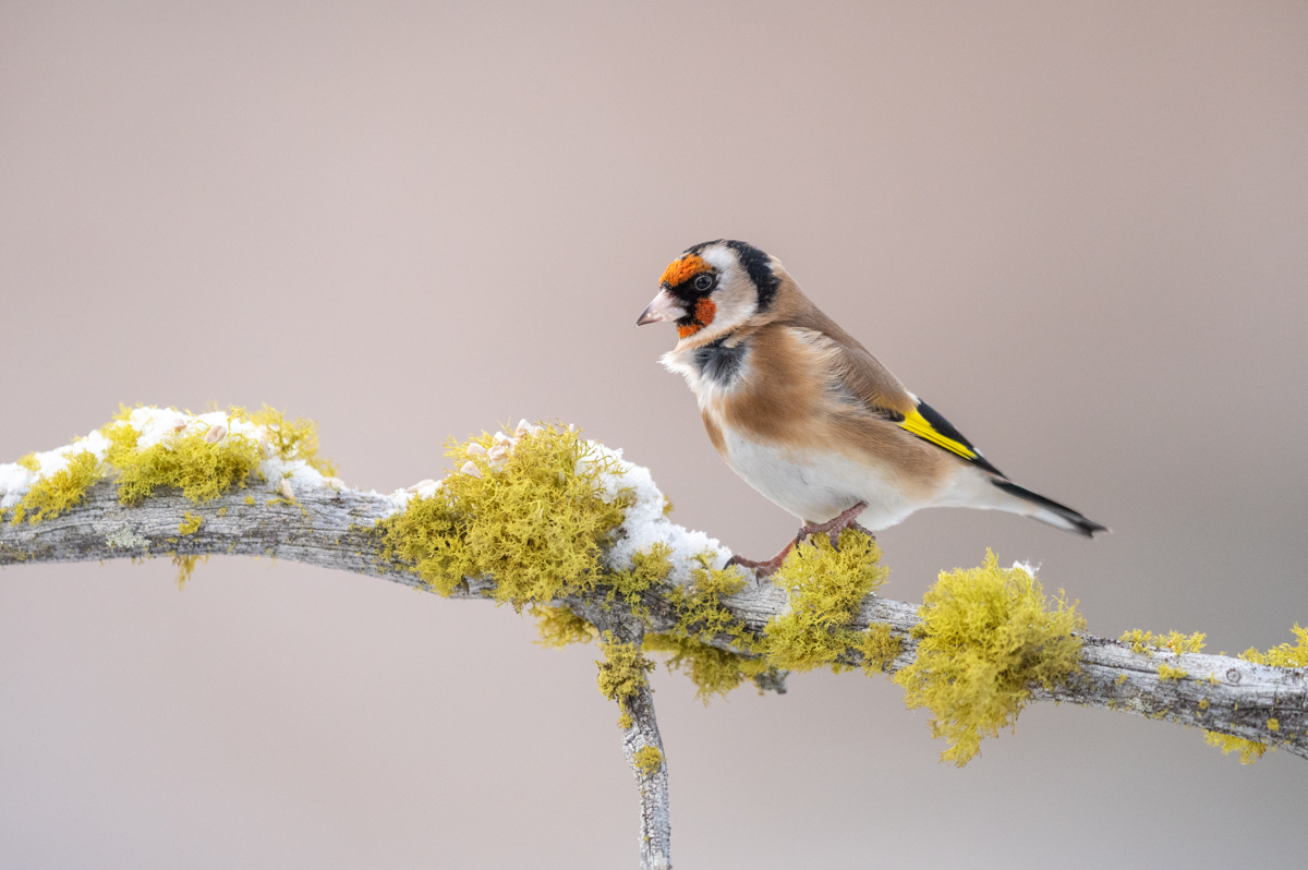 Goldfinch on branch with lichen