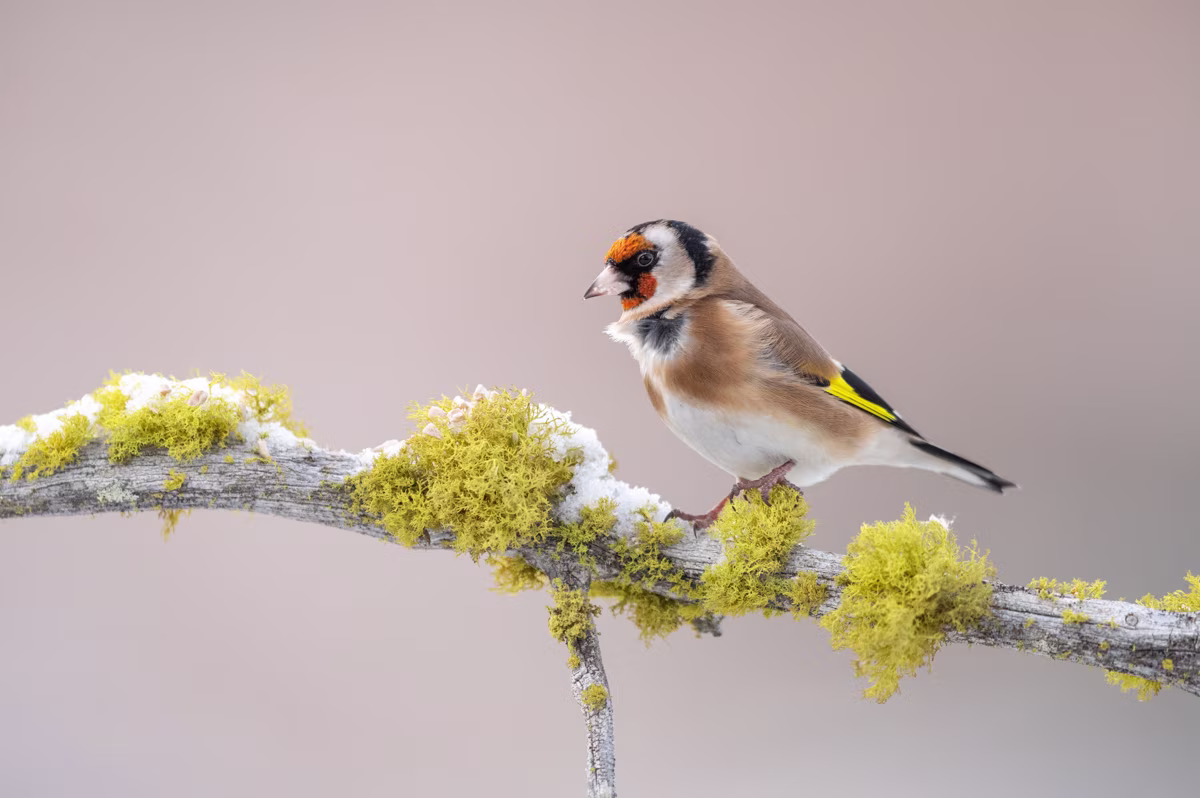 Goldfinch on branch with lichen
