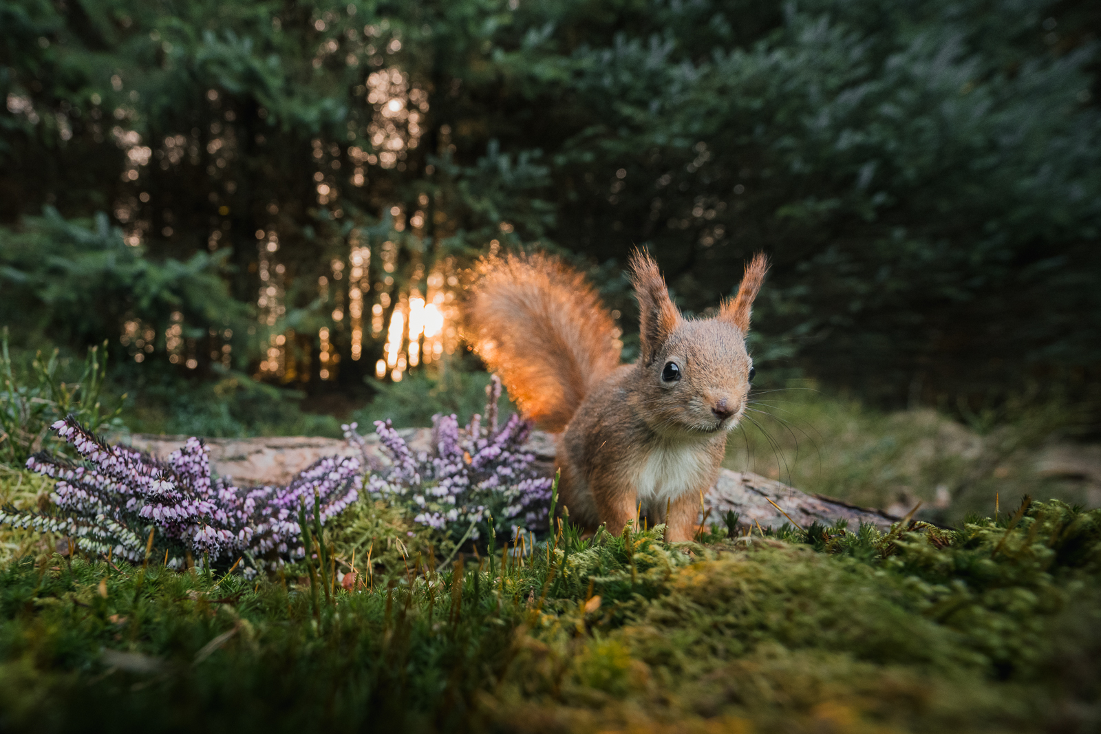 Squirrel in the sunset