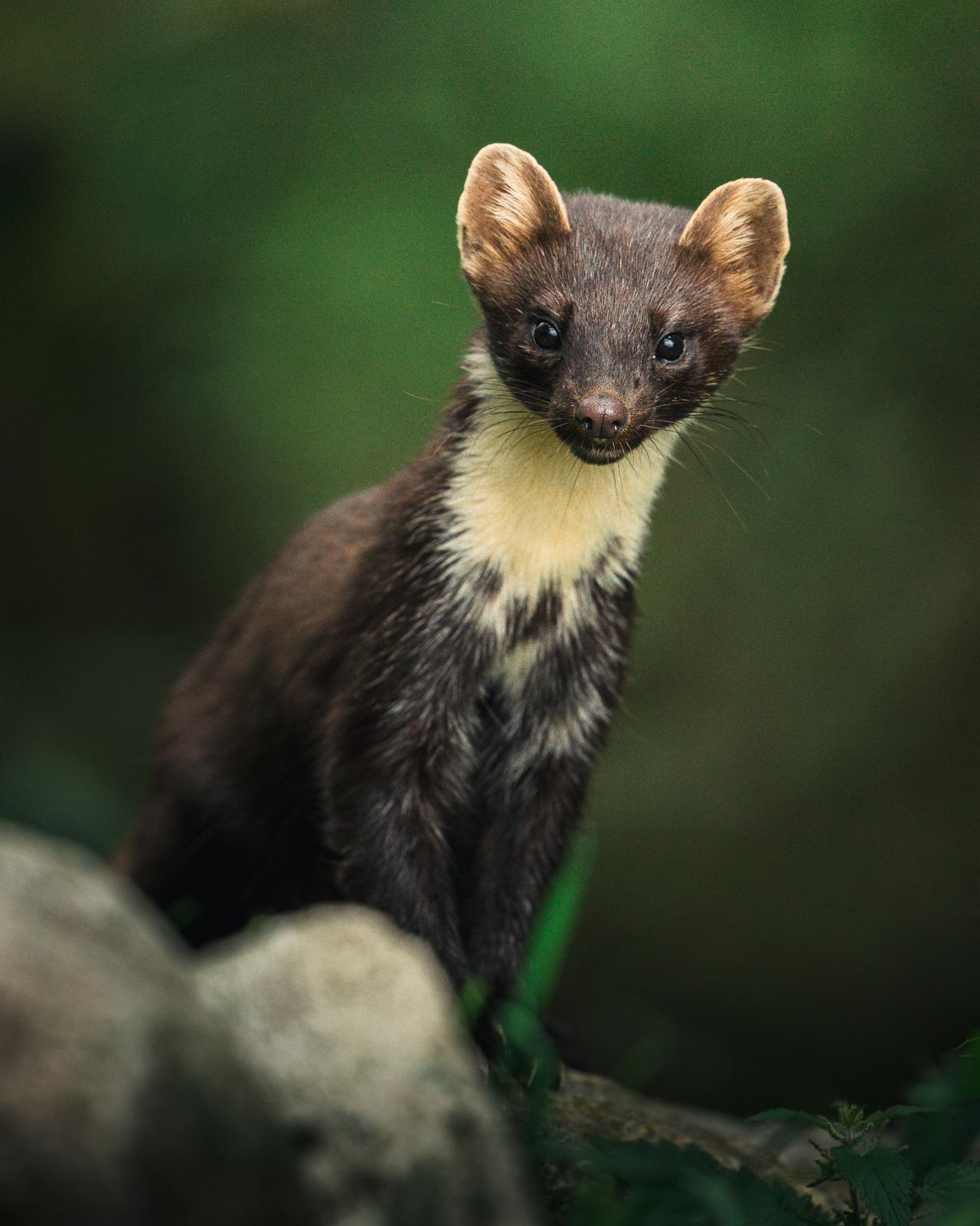 Pine marten looking up from the forest