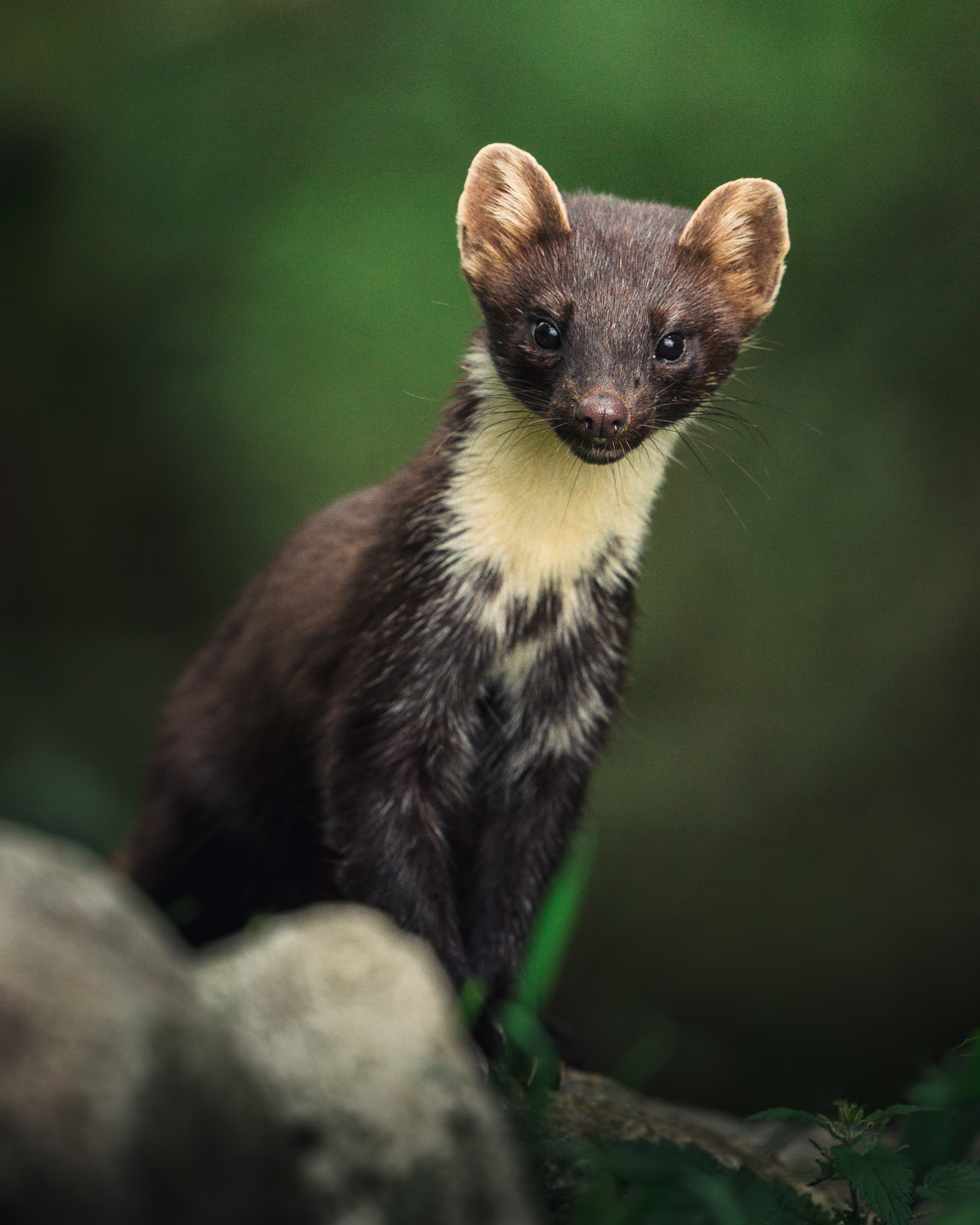 Pine marten looking up from the forest