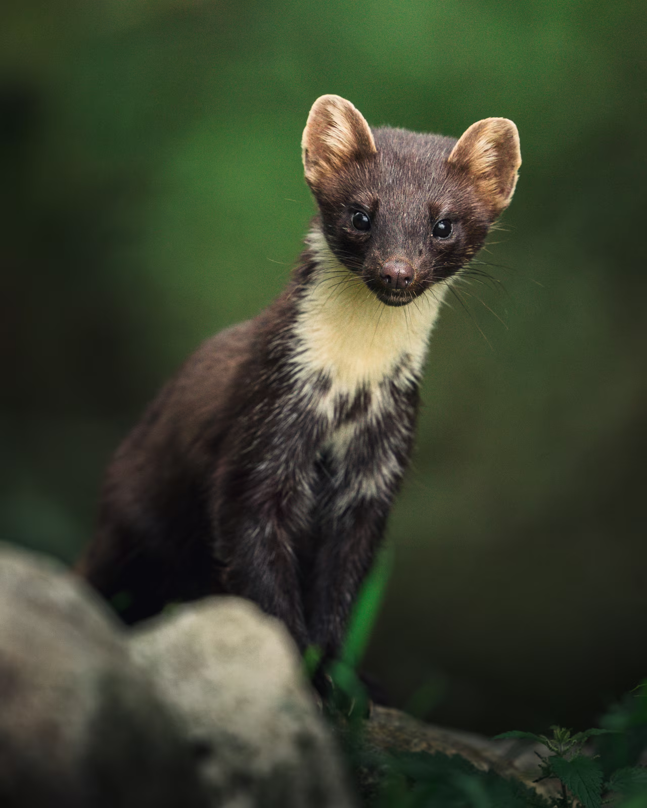Pine marten looking up from the forest
