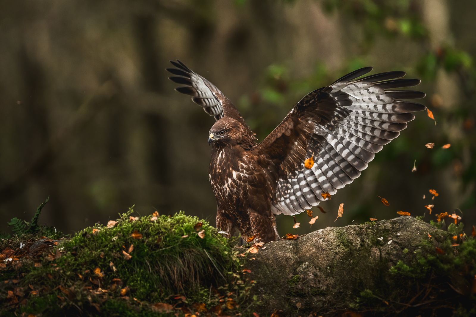 Common buzzard in the autumn forest