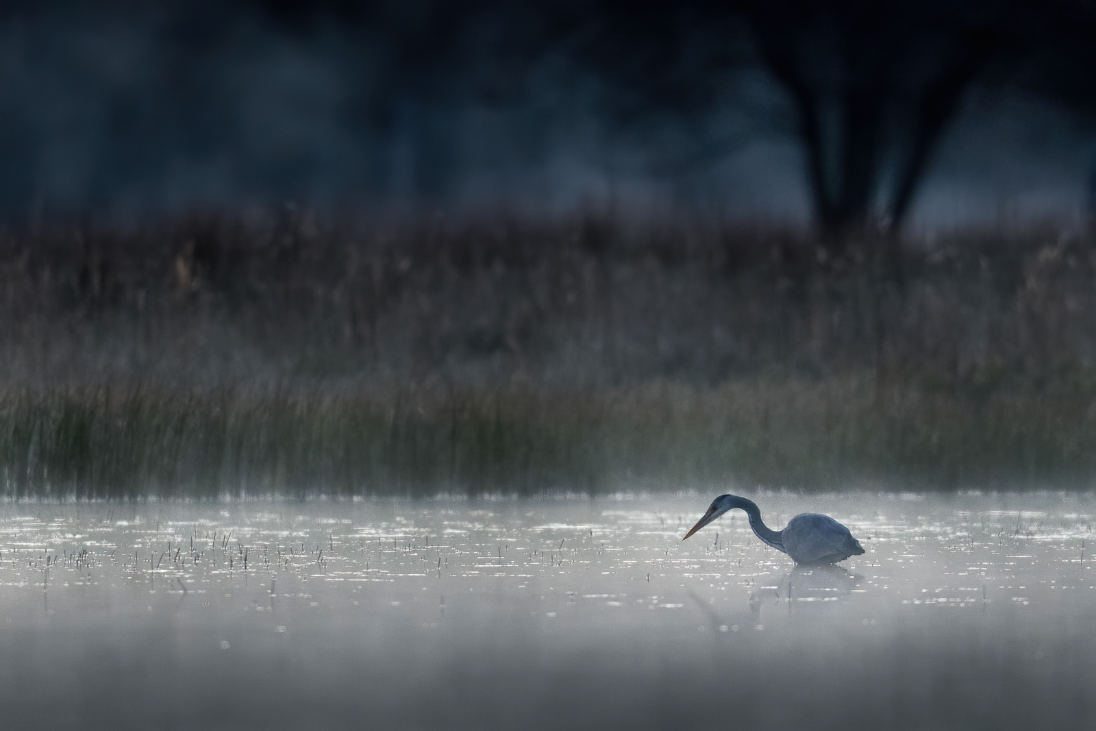 Grey heron fishing in the blue hour