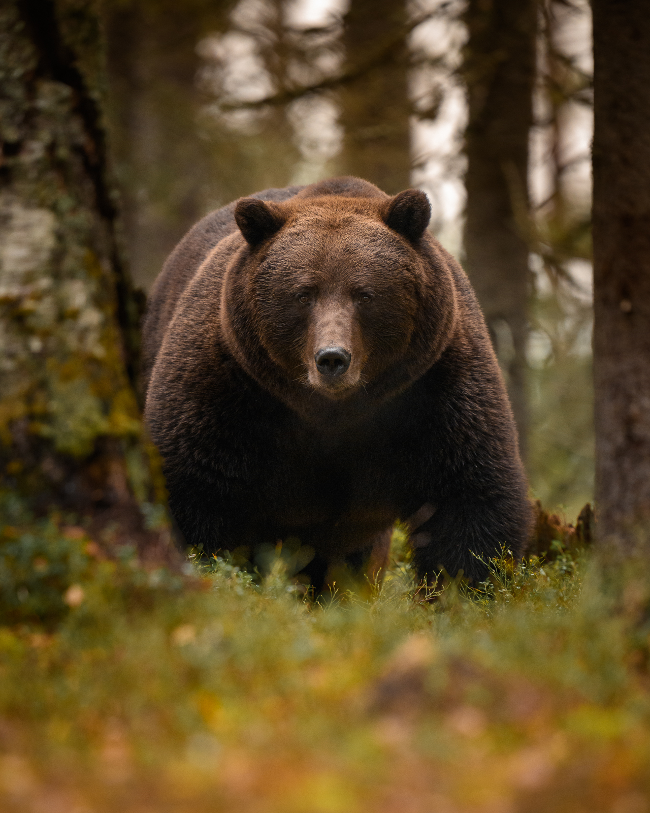 The bear comes through the pine forest