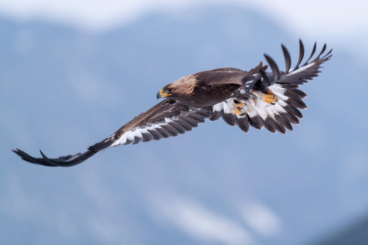 Golden eagle in flight in the winter mountain