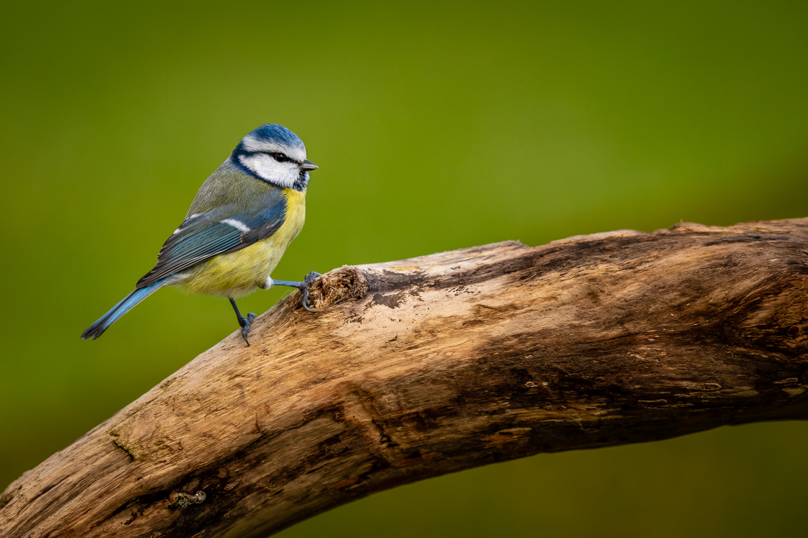 Blue tit on a log