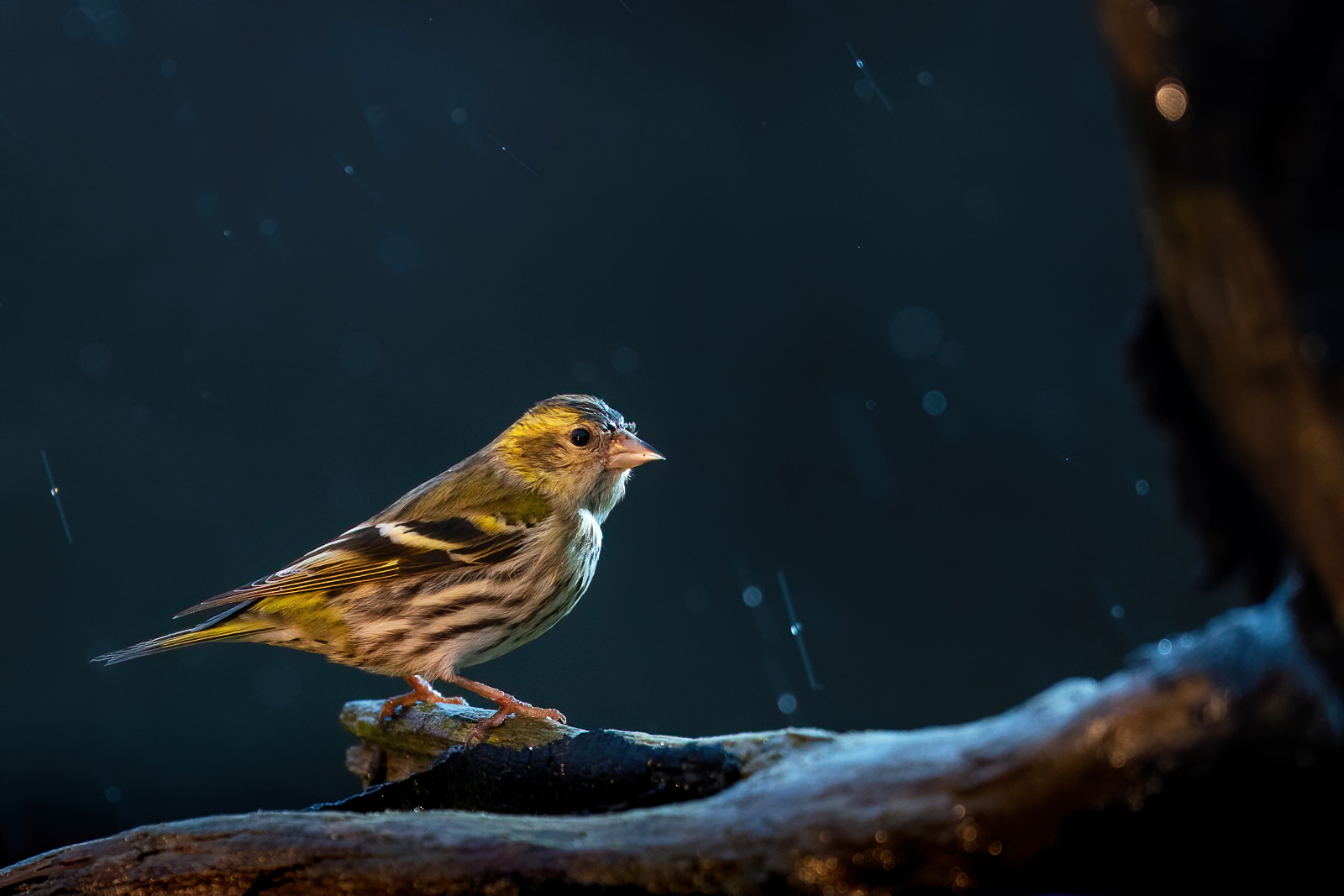 Siskin in the rain