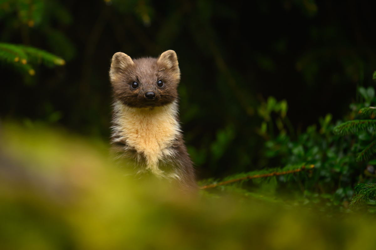 Pine marten peeking through the forest