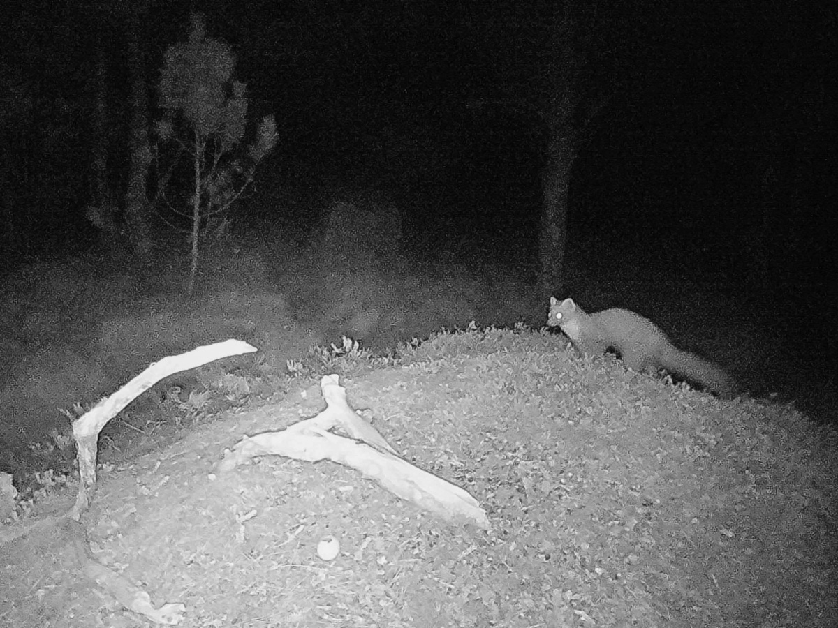 Pine marten trail camera