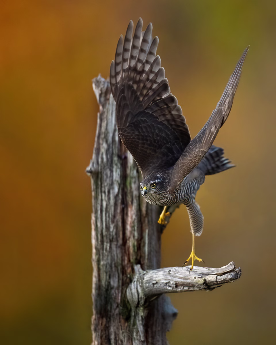 Sparrowhawk taking off