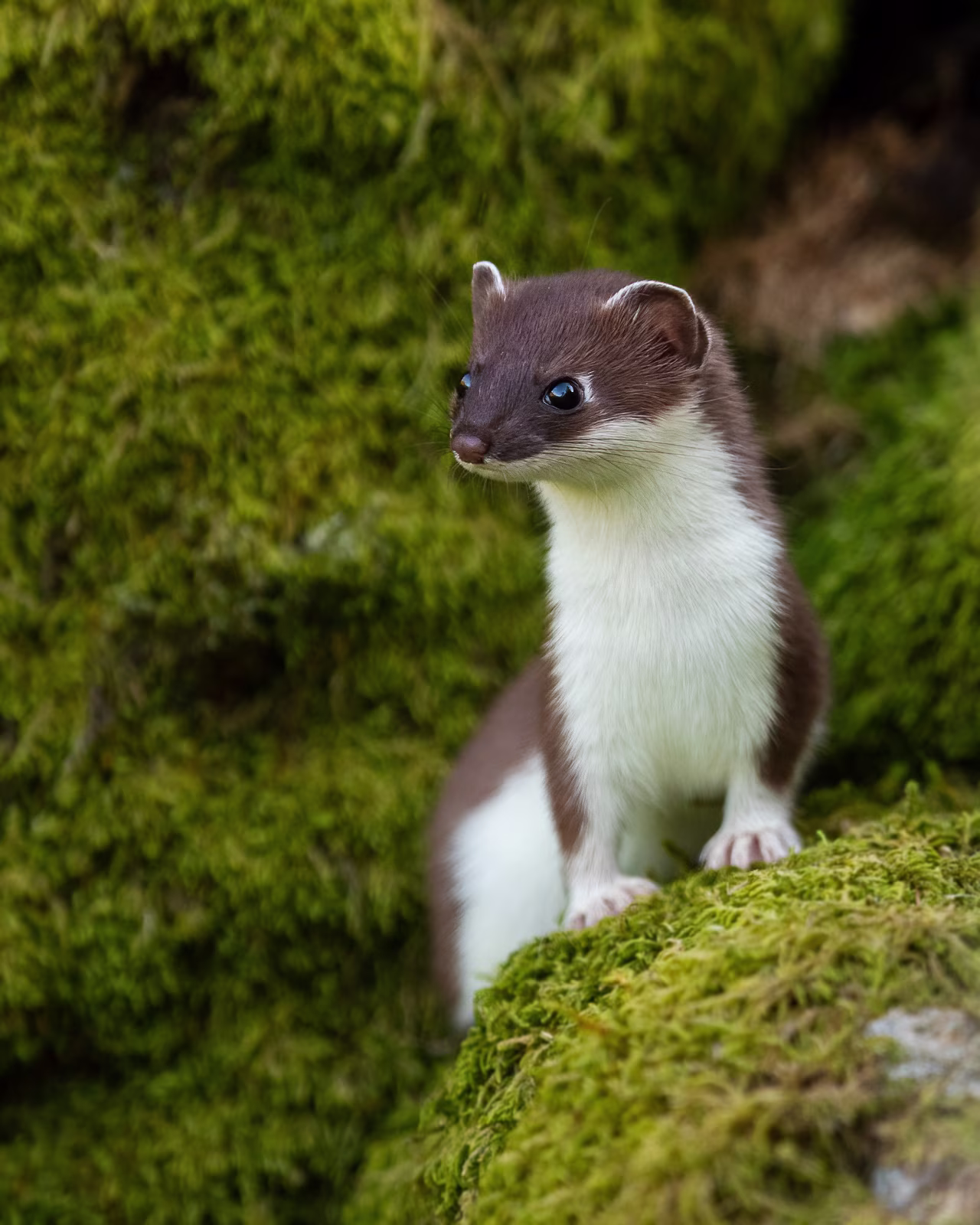 Stoat on mossy stones