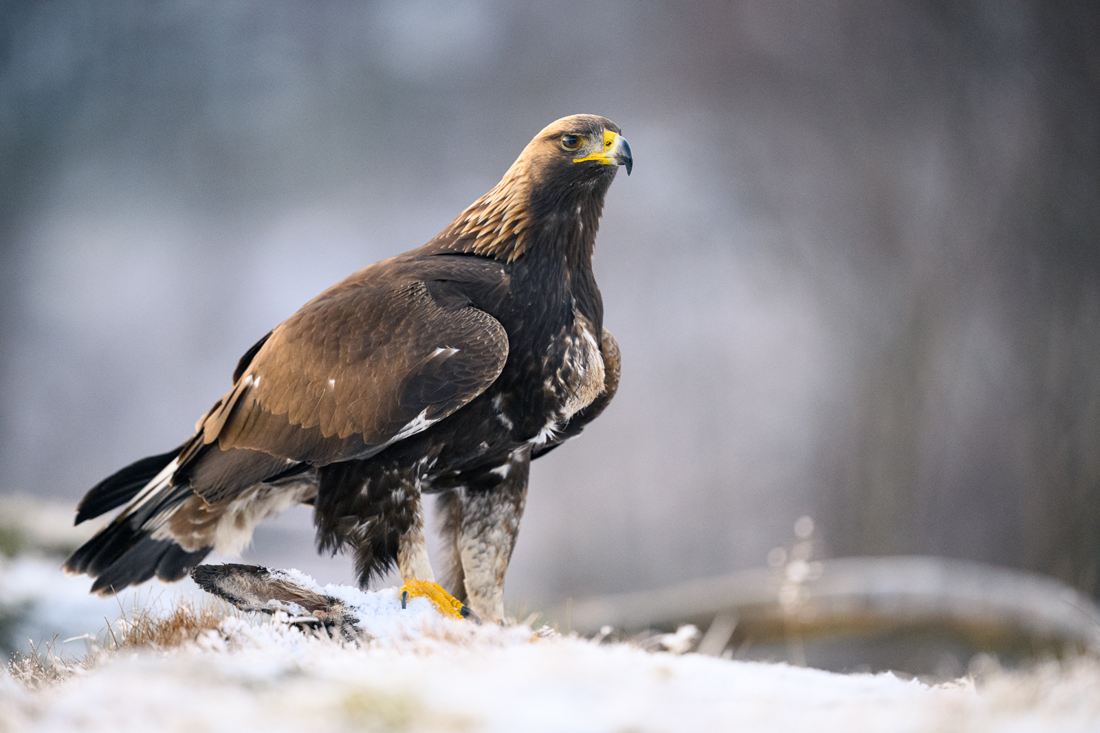 Young golden eagle in the first snow