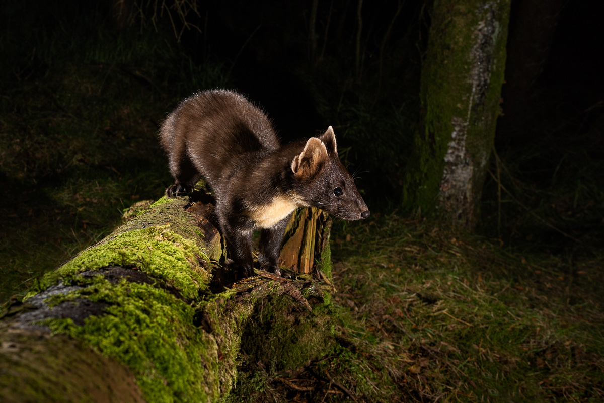 Pine marten in the forest at night