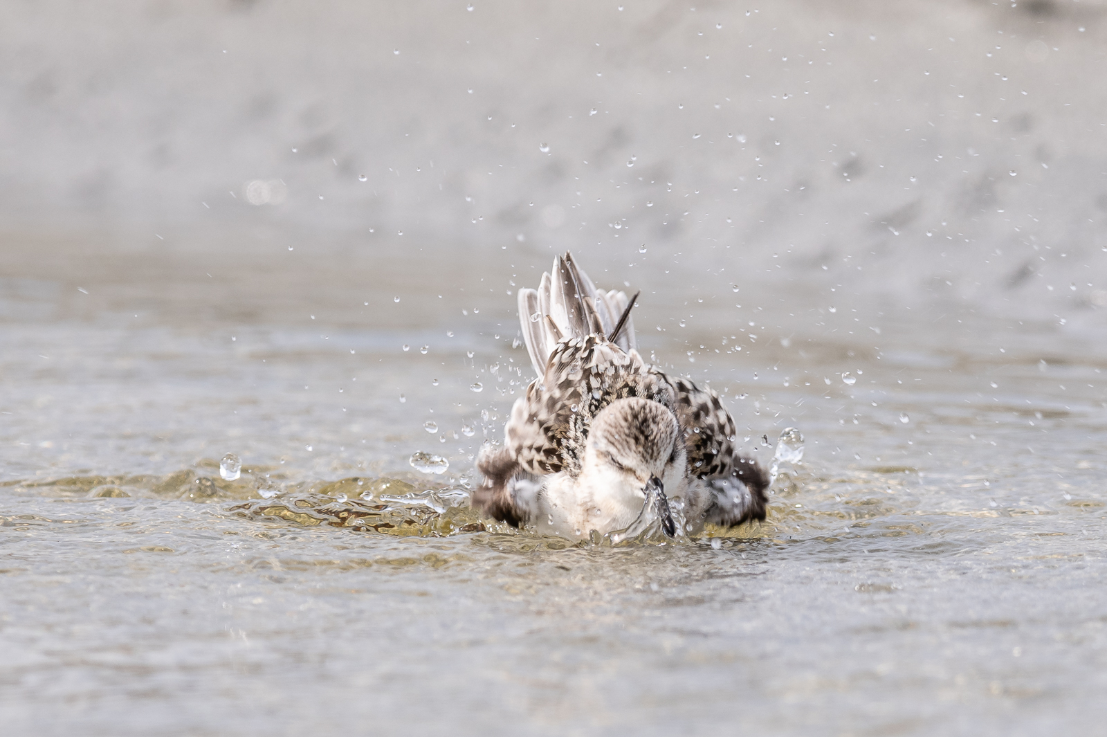 Sanderling taking a bath