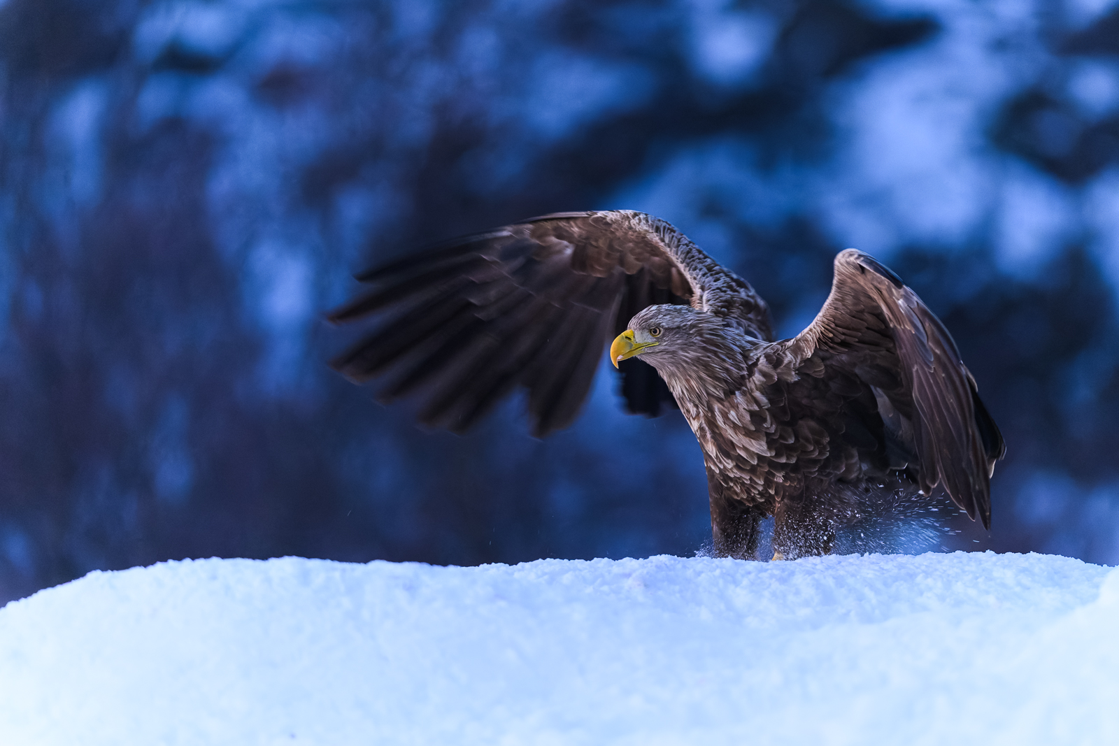 White tailed eagle in the last light