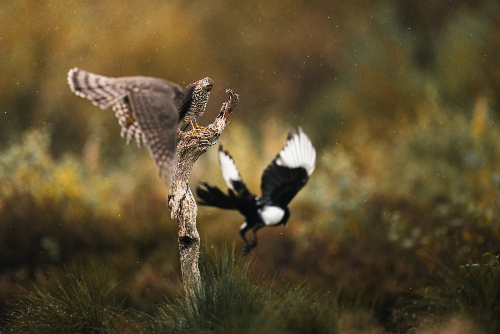 Sparrowhawk learning from eachother