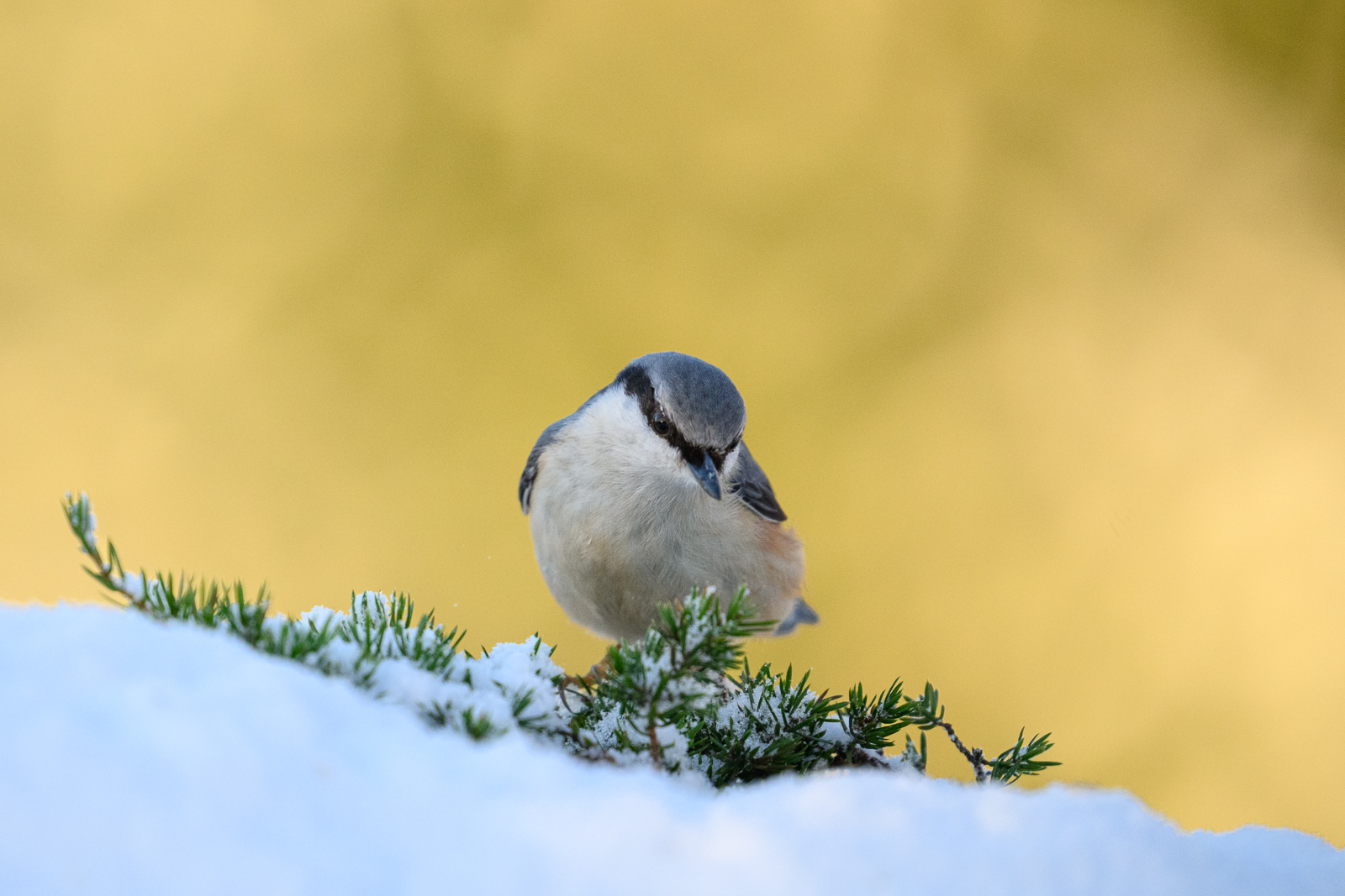 Nuthatch in the snow and golden light
