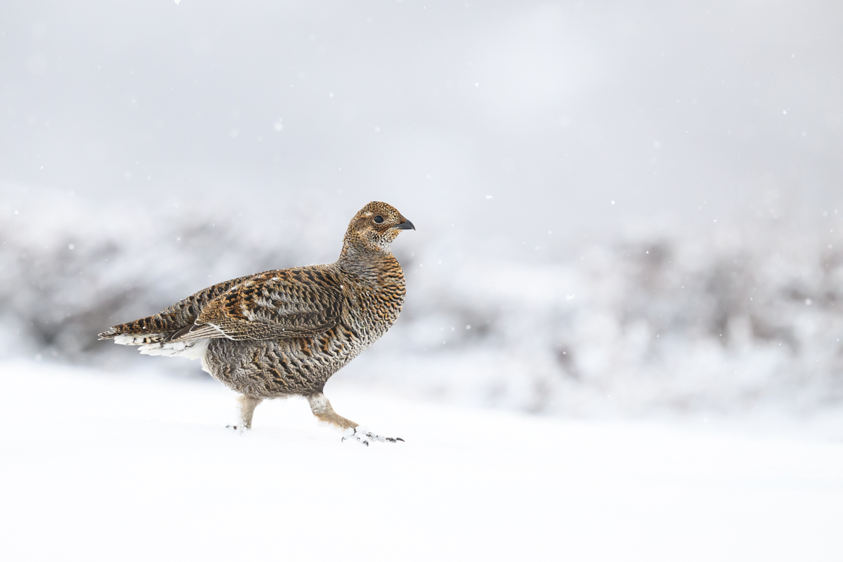 Female black grouse walking in the snow