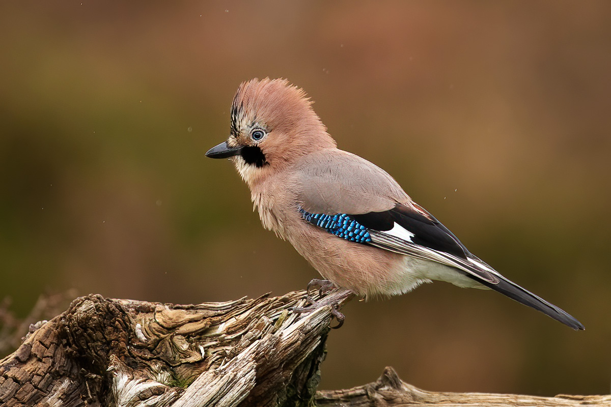 Eurasian jay resting on log