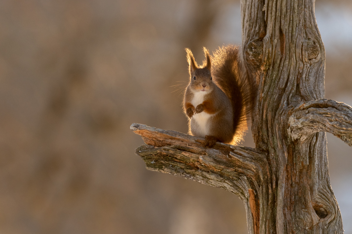 Squirrel in tree in golden morning light