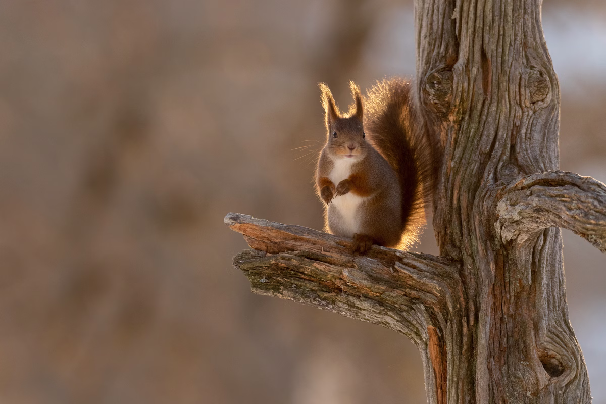 Squirrel in tree in golden morning light
