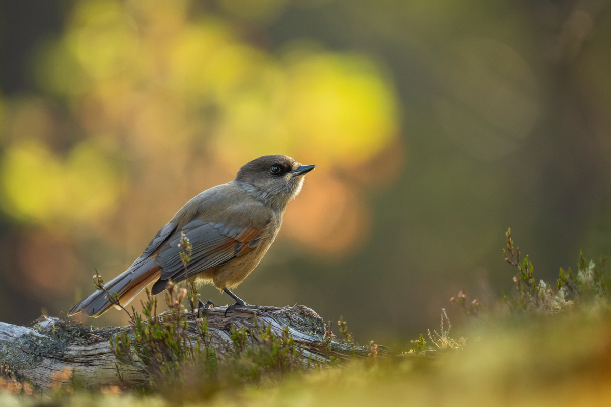 Siberian jay in golden lit forest