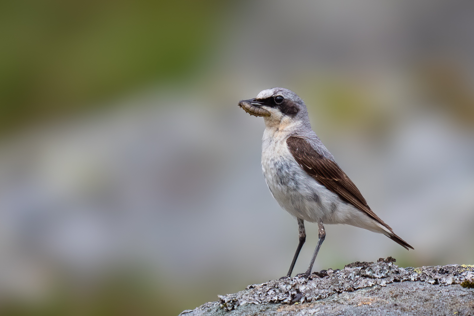 Wheatear caught a bug