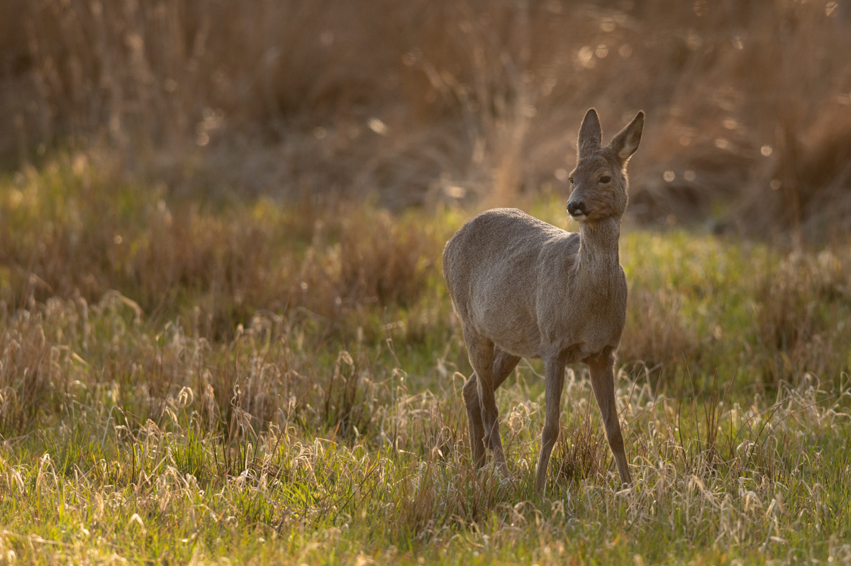 Roe deer in afternoon sun