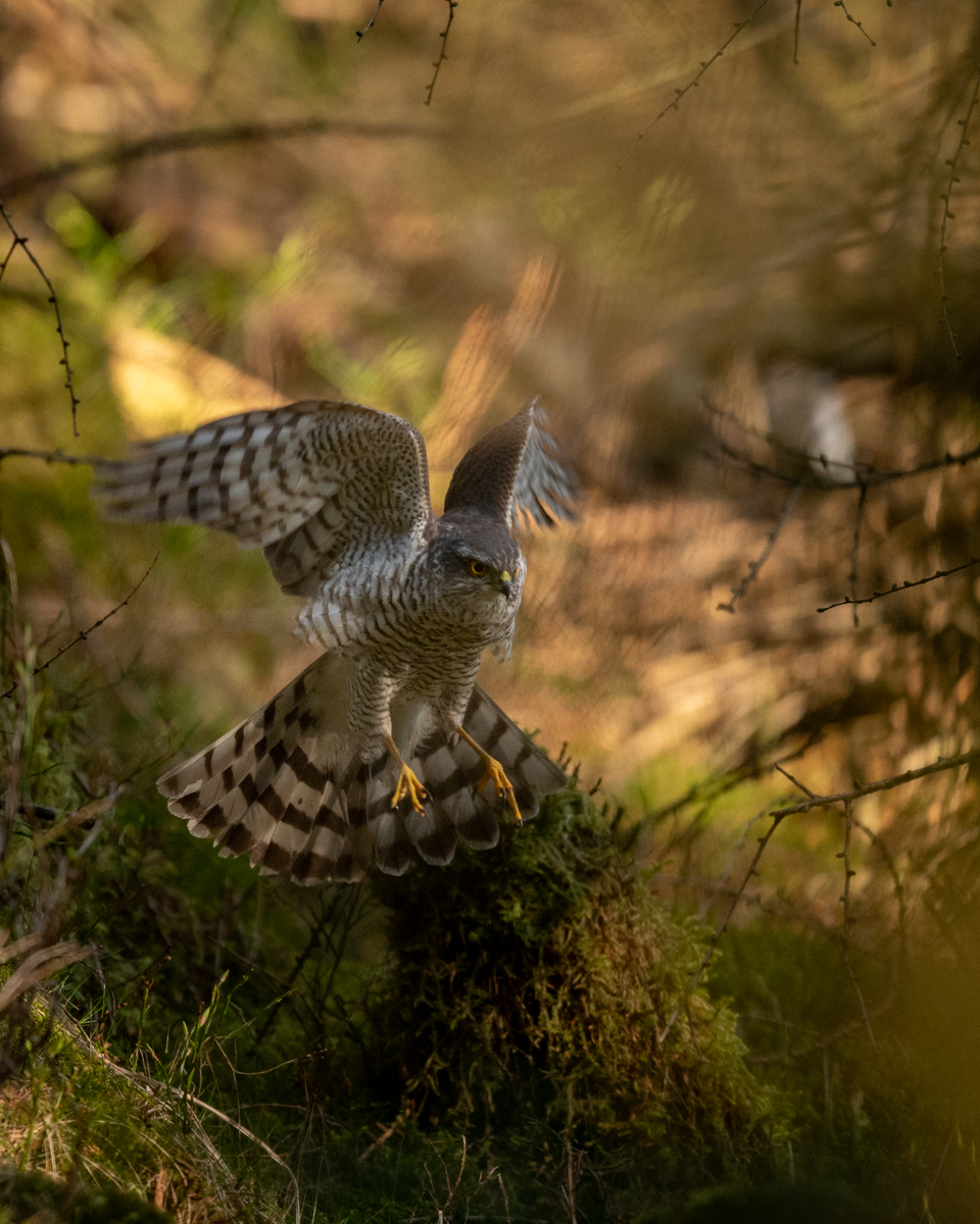 Sparrowhawk hunting in the undergrowth