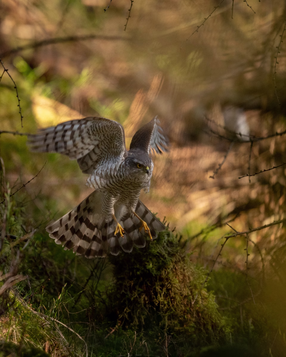 Sparrowhawk hunting in the undergrowth