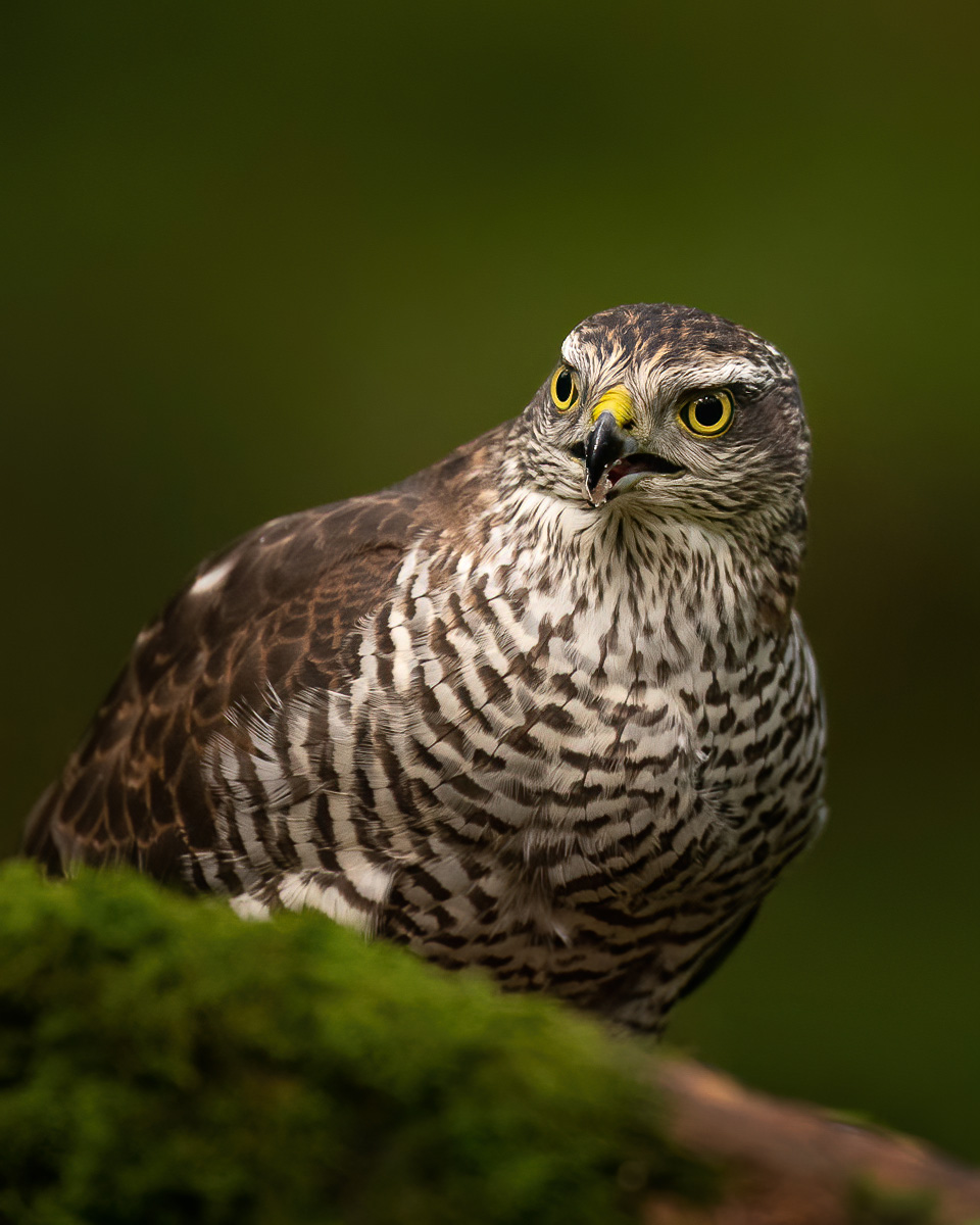 Up close with the sparrowhawk